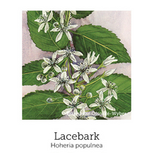 NZ Lacebark