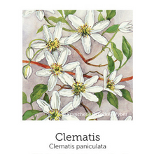 Native Clematis