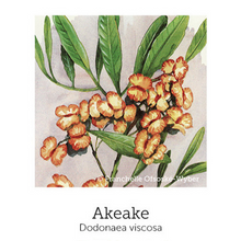 AkeAke