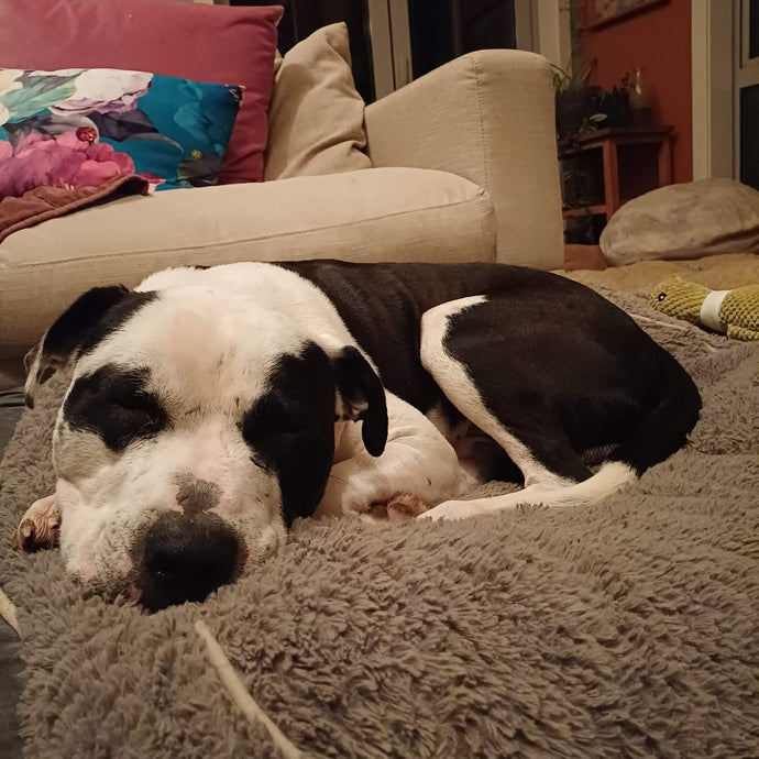Rehua our Foster Doggy - Can you Help?