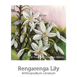 Rengarenga Lily