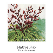 Native NZ Flax - Harakeke