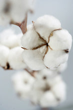 Mercola Organic Cotton Swabs